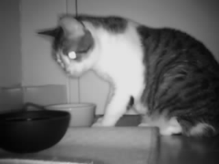 Picture of the camera: my cat eating